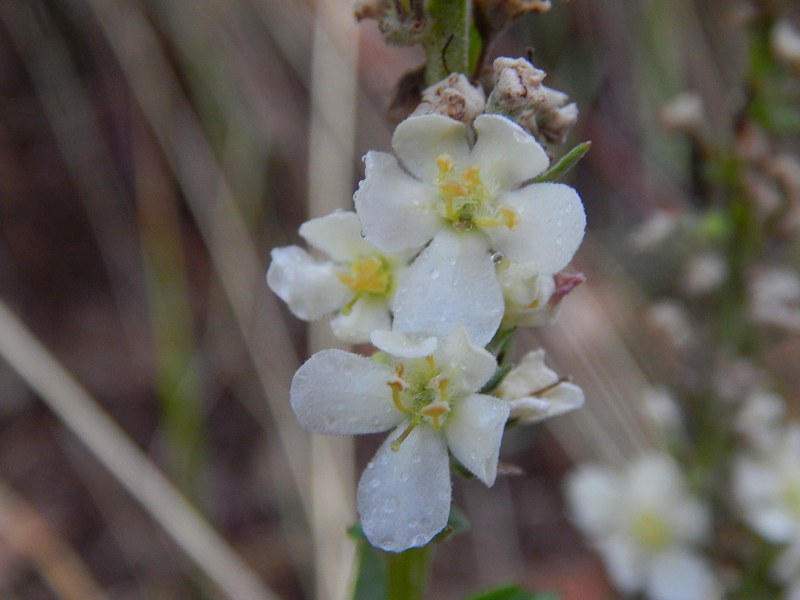 Verbascum lychnitis / Verbasco licnite